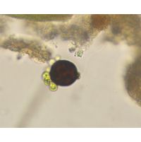 Colacium minutum