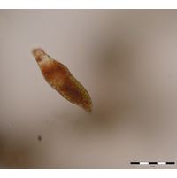 Euglena sanguinea