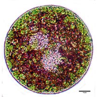 Euglena sanguinea