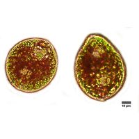 Euglena sanguinea
