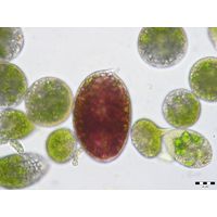 Euglena sanguinea