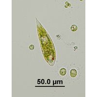 Euglena viridis