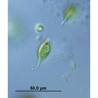Lepocinclis caudata