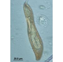 Lepocinclis fusca