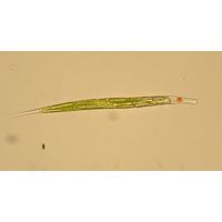 Lepocinclis acus