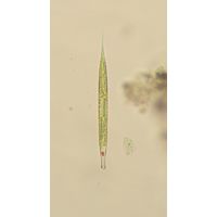 Lepocinclis acus
