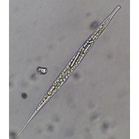 Lepocinclis acus