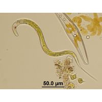 Lepocinclis acus
