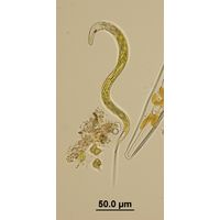 Lepocinclis acus