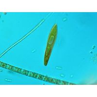 Lepocinclis spirogyroides
