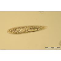 Lepocinclis spirogyroides