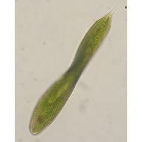 Lepocinclis spirogyroides