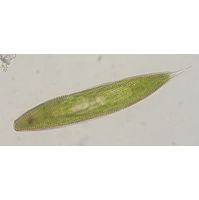Lepocinclis spirogyroides