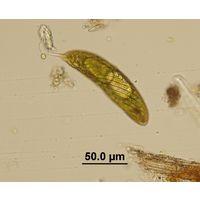 Lepocinclis spirogyroides