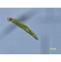 Lepocinclis tripertis