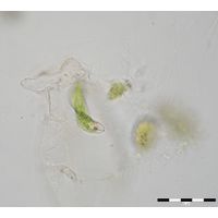 Lepocinclis tripteris