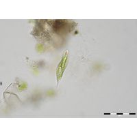Lepocinclis tripteris