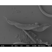 Lepocinclis tripertis 