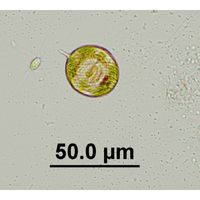 Lepocinclis ovum