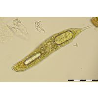 Lepocinclis oxyuris