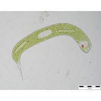 Lepocinclis oxyuris