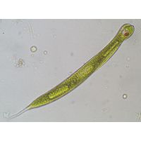 Lepocinclis oxyuris