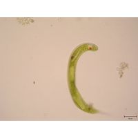 Lepocinclis oxyuris