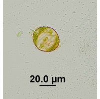 Lepocinclis ovum