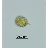 Monomorphina pyrum