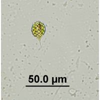 Monomorphina pyrum