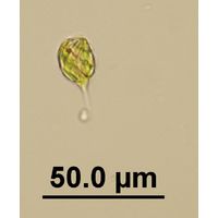 Monomorphina pyrum