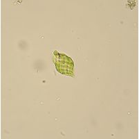 Monomorphina pyrum