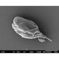 Monomorphina pyrum