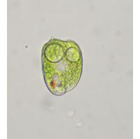 Phacus curvicauda