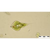 Phacus helicoides
