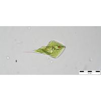 Phacus helicoides