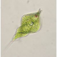 Phacus helicoides