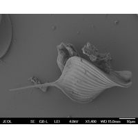 Phacus longicauda