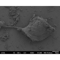 Phacus longicauda