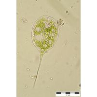 Phacus longicauda