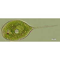 Phacus longicauda