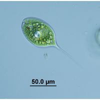Phacus longicauda
