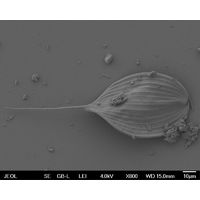Phacus longicauda