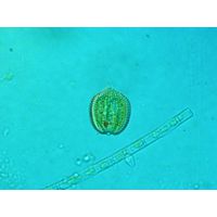 Phacus monilatus