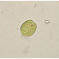Phacus monilatus