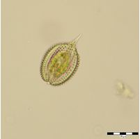 Phacus monilatus