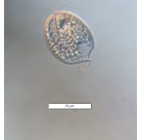 Phacus ocellatus