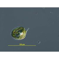 Phacus orbicularis