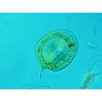 Phacus orbicularis
