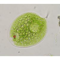 Phacus orbicularis